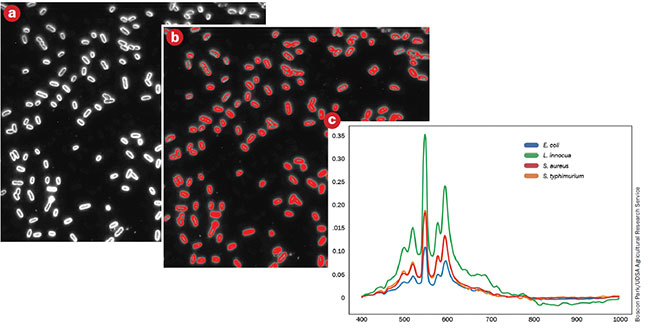 Hyperspectral microscope imaging analysis can spot and identify food-borne pathogens. A hyperspectral microscope image of Salmonella typhimurium, the bacterial pathogen responsible for Salmonella outbreaks. A hyperspectral image of the bacteria (a), highlighted regions of interest (b), and spectral signatures of E. coli, Listeria, Staphylococcus, and Salmonella (c). Courtesy of Bosoon Park/UDSA Agricultural Research Service.