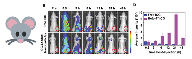 Figure 3. In vivo fluorescence imaging of nude mice subcutaneously injected with human primary glioblastoma cells (U87MG cell line) after intravenous administration of free indocyanine green (ICG) and transferrin nanocarriers loaded with ICG. Tumor tissue is delineated with a dashed line (a). A quantitative assay of the fluorescence intensity within the cancerous tissue with respect to post-administration time (b). Adapted with permission from Reference 3/American Chemical Society.