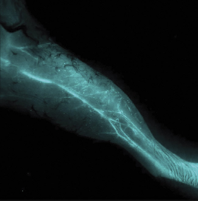 Figure 2. A noninvasive, NIR-II optical in vivo image of the vascular structure within a mouse leg. Image acquired using a NIRvana640 InGaAs camera. Courtesy of Artemis Intelligent Imaging.