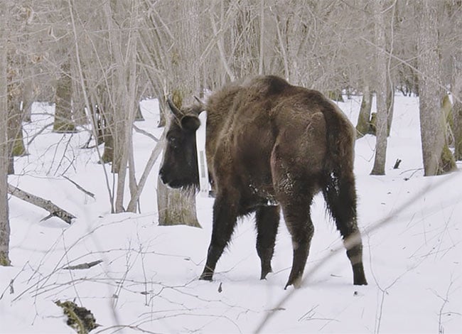 A European bison sports a solar-powered tracking collar. Courtesy of Bohdan Vykhor/WWF Ukraine