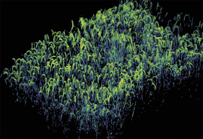 The capture of a single, complete outdoor wheat trial plot measuring approximately 1.5 × 3 m. Clustering algorithms are used to highlight the wheat ears. Courtesy of Richard Dudley/NPL.