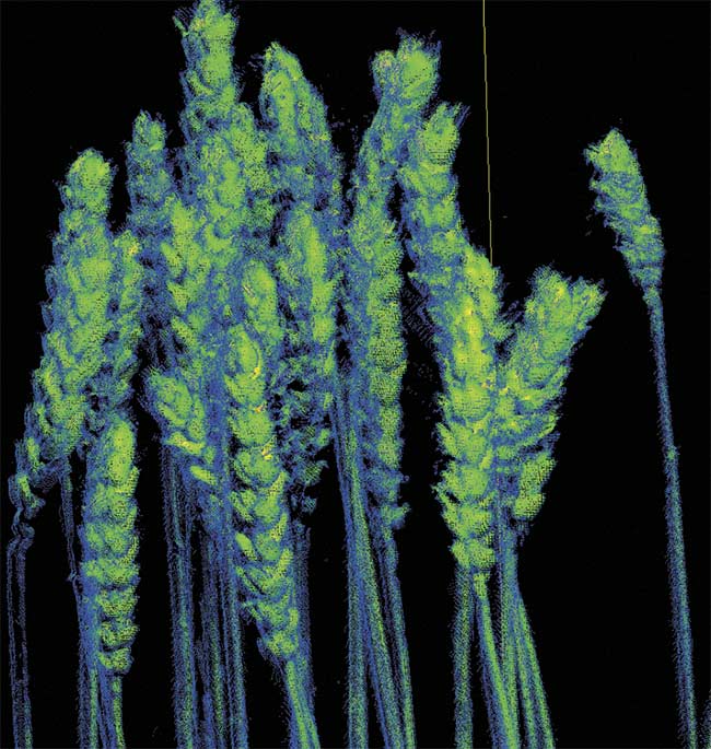 The Photoneo technology enabled the NPL team to capture visual details down to the individual ear of wheat. The information is used to determine the health of existing and future wheat crops. Courtesy of Richard Dudley/NPL.