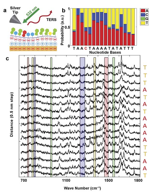 Figure 4. A schematic of the TERS sequencing of single-strand DNA, which is laid on a gold substrate (a). The probability of nucleobase assignments. The letters below the plot show the true code (b). Consecutive TERS spectra on a DNA strand measured at a step size of 0.5 nm (c). The colored bars indicate where typical marker bands are expected. The assignment of DNA code letters (nucleotides) involves calculating correlations between the noisy TERS spectra and the reference spectra of the four nucleotides. The probability for each letter corresponds to the correlation normalized over all four nucleotides (letters). Adapted with permission from Reference 3.