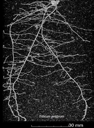 An image of the water filled pore space of wheat roots. Courtesy of the University of Nottingham.