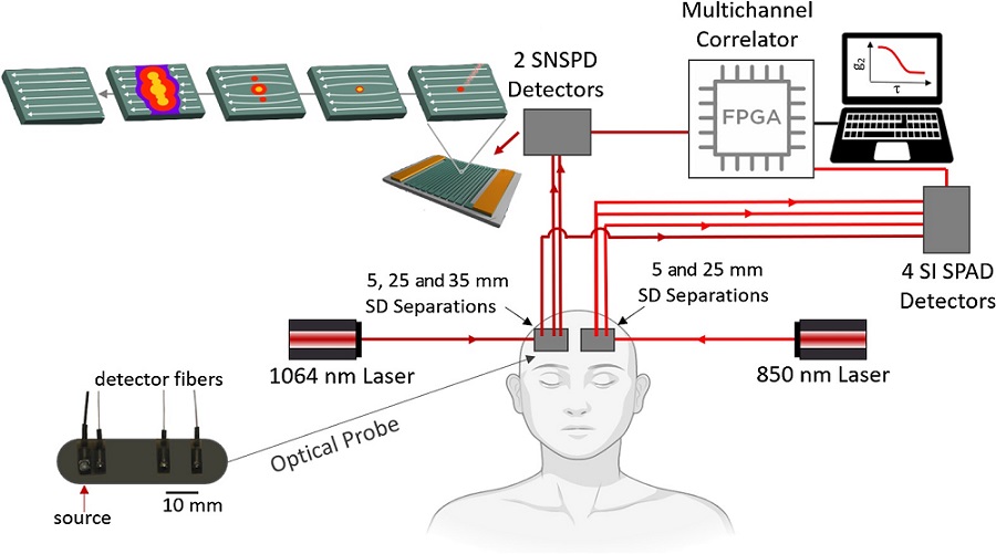 Graphical representation of the setup used for blood flow measurement using superconducting nanowire single photon detector and single photon avalanche photodiode diffuse correlation spectroscopy systems. Courtesy of Ozana et al.