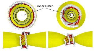 The filament coils around a membrane tube and, under GTP hydrolysis, forms active cross-bridges that collectively constrict the membrane. Courtesy of Kanzawa University.