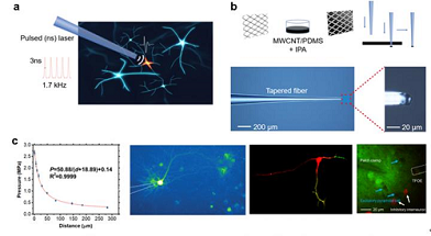 (a): Schematic of TFOE enabling single neuron stimulation. A 3-ns pulsed laser is delivered to TFOE to generate an acoustic signal via the photoacoustic effect. (b): Fabrication of TFOE. The coating material is casted on a metal mesh followed by a punch-through method to coat the tapered fiber tip. Optical images show that TFOE has a tip with an overall diameter of 20 ?µm. (c): Characterization of the pressure generated by TFOE and successful stimulation shown by calcium imaging. (Left): Acoustic pressure generated as a function of the distance from TFOE tip. (Middle left): TFOE-induced stimulation of GCaMP6f-expressing single neuron. (Middle right): TFOE selectively stimulates axon (red) and dendrites (yellow and green) of a multipolar neuron. (Right): TFOE integrated with whole-cell patch-clamp. Excitatory and inhibitory neurons are genetically coded in dark and red. Courtesy of Linli Shi, Ying Jiang, Fernando R. Fernandez, Guo Chen, Lu Lan, Heng-ye Man, John A. White, Ji-Xin Cheng, Chen Yang.