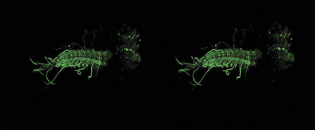 A stereo image of an intact ex vivo central nervous system of a Drosophila melanogaster larva, with GCaMP6m expressed in all motor neurons. Image acquired by James Macleod, with support from professor Stefan Pulver and Cold Spring Harbor Laboratory, using a Scientifica HyperScope. Courtesy of James Macleod.