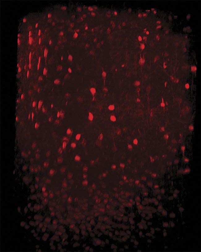 Three-photon imaging of interneurons in the mouse neocortex. Neurons are labeled with tdTomato expressed under the vesicular GABA transporter (VGAT) promoter. An imaging depth of 1000 µm was achieved with the dura left intact. Courtesy of Dr. Pedro Garcia da Silva.