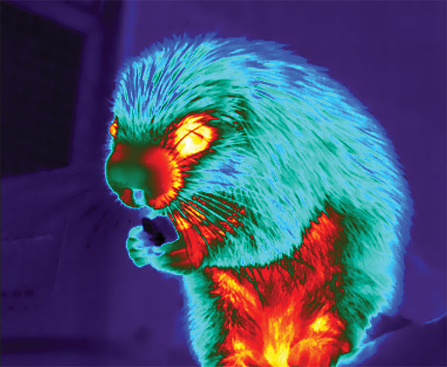 Thermal images of a porcupine enjoying a snack (top), and a sloth (bottom) at the Cincinnati Zoo. Courtesy of the Cincinnati Zoo.