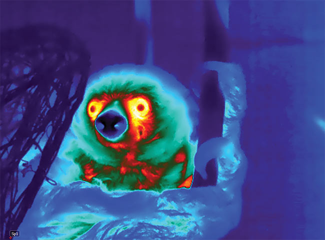 Thermal images of a porcupine enjoying a snack (top), and a sloth (bottom) at the Cincinnati Zoo. Courtesy of the Cincinnati Zoo.