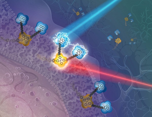 A CONCEPTUAL DRAWING OF THE NEW MOLECULAR DEVICE. FOR EXPERIMENTS OUTSIDE THE HUMAN BODY (IN VITRO), THE DEVICE WOULD NEST ON THE CELL’S MEMBRANE: A “REPORTER” MOLECULE WOULD DETECT THE LOCAL ELECTRIC FIELD WHEN ACTIVATED BY RED LIGHT; AN ATTACHED “MODIFIER” MOLECULE WOULD ALTER THAT ELECTRIC FIELD WHEN ACTIVATED BY BLUE LIGHT. ILLUSTRATION BY KATYA KADYSHEVSKAYA. Courtesy of USC Viterbi School of Engineering.
