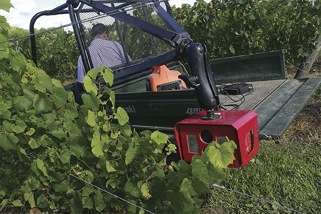 Research plant pathologist Lance Cadle-Davidson drives a vehicle equipped with a camera through a vineyard. He and his team, along with Cornell assistant professor Yu Jiang and his group, are developing AI algorithms to detect plant disease in vineyards after experiencing success using the Blackbird imaging robot to detect disease in the lab. Courtesy of Surya Sapkota.