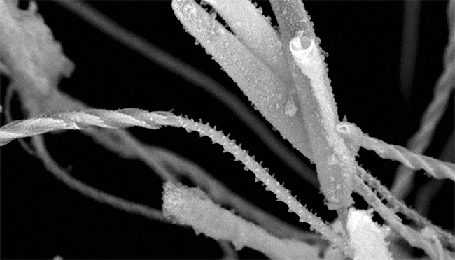 Float like a jellyfish, sting like a jellyfish