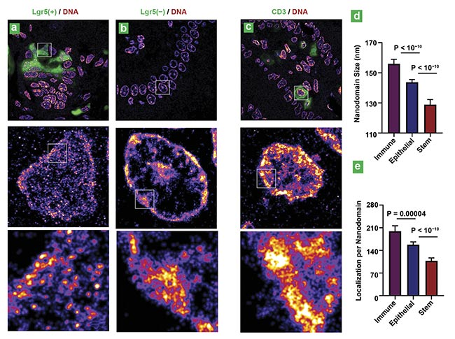 Figure 2. Superresolution imaging of genomic DNA in various cell types from mouse intestinal tissue. Superresolution images of DNA from intestinal stem cells (Lgr5 positive) and differentiated cells in the villi region (Lgr5 negative) (a, b). Superresolution images of DNA from immune cells marked by CD3 (cluster of differentiation 3) (c). Statistical analysis of the DNA nanodomain size and the number of localizations per nanodomain for each group (d, e). P: probability. Courtesy of the University of Pittsburgh.