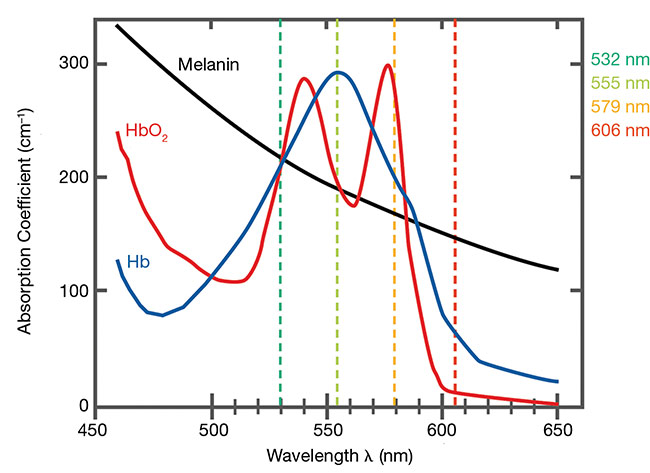 The absorption lines of typical skin and blood components. Absorption maxima with simultaneously reduced absorption of the other components occurs at 555 nm for deoxygenated hemoglobin (Hb), 579 nm for oxygenated hemoglobin (HbO2), and 606 nm for melanin. Courtesy of iThera Medical.