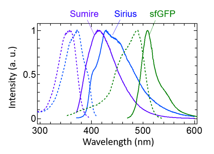 Emission (solid line) and excitation (dashed line) spectrum of Superfolder green fluorescent protein (sfGFP), Sirius (uv fluorescent protein), and Sumire. Courtesy of Kazunori Sugiura.