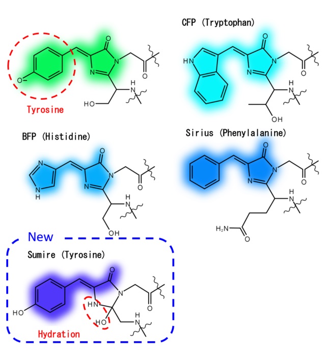 Fluorophore Modified to Expand Monitoring of Cell Dynamics