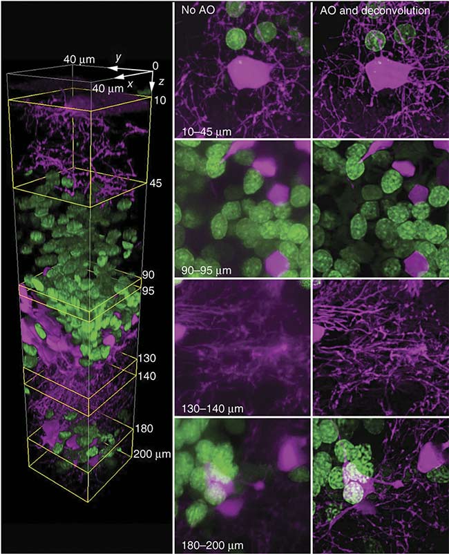 Figure 4. Adaptive mirrors and a descanned two-photon guide star provide a two-color confocal image of a living zebrafish brain (left). Image quality deteriorates with increased depth (middle). But even at 200 µm, the use of adaptive optics helps maintain high resolution (right). Courtesy of Kai Wang/Betzig Lab/Janelia Farm/HHMI.