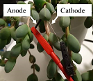 Researchers in Israel showed that the ice plant succulent shown here can become a living solar cell and power a circuit using photosynthesis. The researchers inserted an iron anode and platinum cathode into one of the plant’s leaves and found that its voltage was 0.28 V. Adaptation courtesy of Adapted from ACS Applied Materials & Interfaces, 2022, DOI: 10.1021/acsami.2c15123. of 