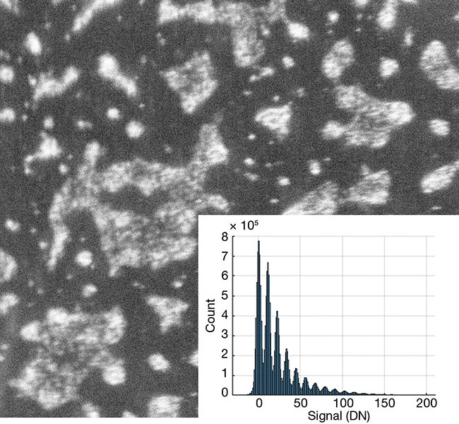 Figure 5. A sample fluorescence image of normal human colon epithelial cells tagged with the BioTracker 488 Green Nuclear Dye and captured with a QIS detector. The signal distribution of the entire 16.7-MP array shows a clearly quantized photon-counting histogram with a strong peak-to-valley separation. DN: digital number. Courtesy of Gigajot Technology.