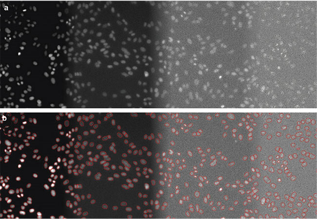 Figure 3. DAPI-stained nuclei of HeLa cells with (from left to right) optimal illumination (100%), low light exposure (2%), very low light exposure (0.2%), and extremely low light exposure (0.05%). The original data (top) and the nuclear boundaries segmented by a deep learning algorithm (bottom). Courtesy of Olympus Corp.