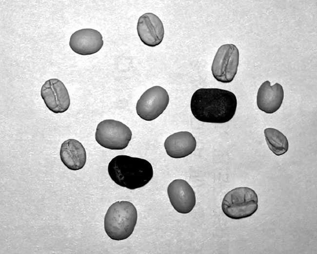 In the visible spectrum, rocks are hard to distinguish from coffee beans (top). Imaging with a line-scan camera in the SWIR makes the distinction clear (bottom). Courtesy of Hamamatsu.