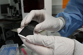 A small square of a matrix containing skin cells. The European project consortium, BRIGHTER, is developing a new 3D bioprinting technology to produce artificial skin using light. It could significantly reduce animal use in pharmaceutical, cosmetics, and biomedical research. Courtesy of the Institute for Bioengineering of Catalonia (IBEC).