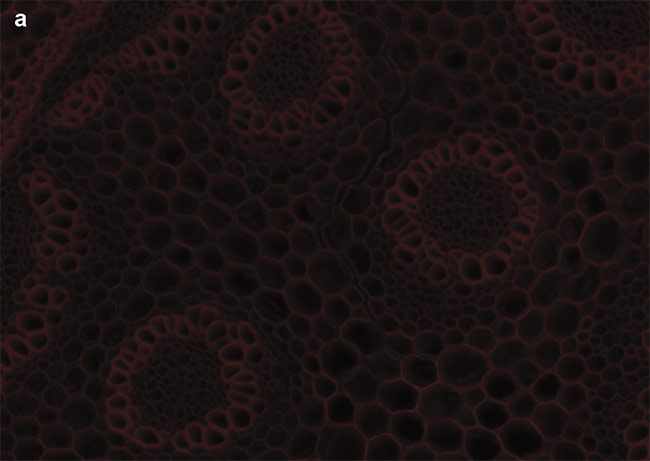 Figure 4. Sample images of autofluorescence in Convollaria (Lily of the Valley). LED-optimized filters enhance contrast, and optical filter sets must be chosen carefully to maximize the image contrast. Standard filter sets, such as the Chroma ET49008, are designed to capture photons from peaks of mercury or metal halide lamps (a). New filter sets, such as the Chroma ET49055, are instead optimized around peaks of LED wavelengths (b). Courtesy of CoolLED.