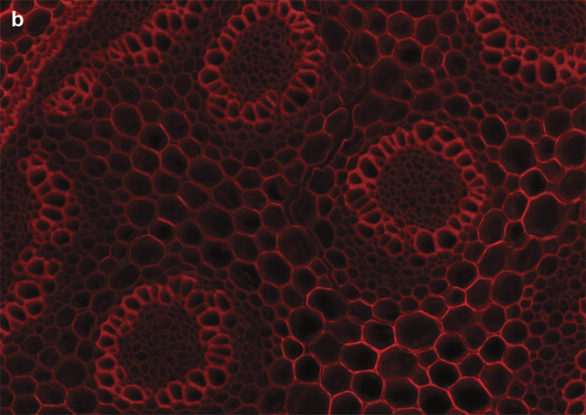 Figure 4. Sample images of autofluorescence in Convollaria (Lily of the Valley). LED-optimized filters enhance contrast, and optical filter sets must be chosen carefully to maximize the image contrast. Standard filter sets, such as the Chroma ET49008, are designed to capture photons from peaks of mercury or metal halide lamps (a). New filter sets, such as the Chroma ET49055, are instead optimized around peaks of LED wavelengths (b). Courtesy of CoolLED.