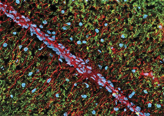 LEDs and Optical Filters Expand Live-Cell Imaging Capability