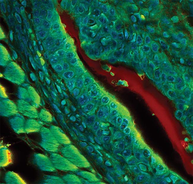 Figure 4. A fluorescence lifetime imaging microscopy (FLIM) image of mouse embryo tissue recorded with a single-photon-counting confocal microscope. Courtesy of PicoQuant.
