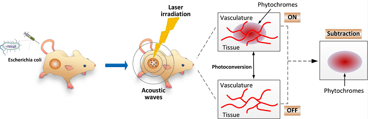 Schematic of the bacteria-based in vivo delivery system for photoswitchable chromoproteins.  An international team has developed a photoacoustic imaging approach that aims to simplify the diagnosis of tumor-related diseases, as well as the ability to monitor them over the long term. The ability to image tumors at substantial depths could enable specific cancer diagnoses to be made with greater sensitivity. Courtesy of SIAT.