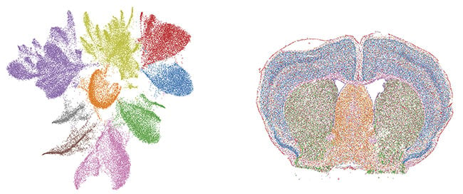 Figure 1. Similarities and differences between genomics and spatial genomics. Genomics data is often gathered through bulk sequencing and single-cell sequencing. These approaches can profile a multitude of cells at once and distinguish cell types by genotype, but they destroy spatial context (left). A highly multiplexed single-cell spatial genomics approach, however, can profile individual cells based on the location and quantity of hundreds of gene species in situ, retaining spatial context (right). Courtesy of Vizgen.