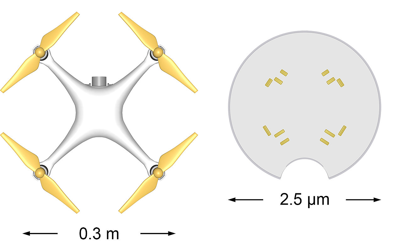 The size comparison between quadrocopter and microdrone. University of Würzburg phsicists used quadrocopters as inspiration to develop microdrones in an aqueous environment and control them precisely on a surface with all three degrees of freedom. The work supports applications for sensing at the nanoscale, as well as reproductive medicine. Courtesy of Xiaofei Wu / Universität Würzburg.