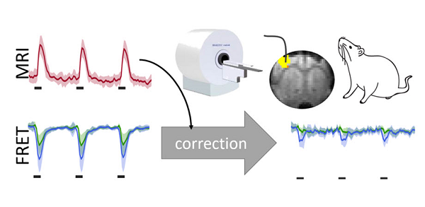 In vivo, fiber-based metabolite detection in the rodent brain using FRET sensors is feasible. For detection of lactate levels, correction of hemodynamic artifacts is required, which can be achieved by using simultaneously or separately acquired fMRI signals. Courtesy of H. Lambers, University of Münster.