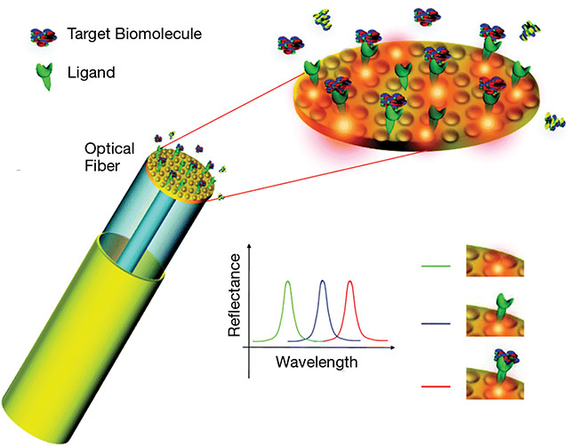 Figure 3. An illustration of the concept of a biomedical lab-on-a-fiber multianalyte sensor. Courtesy of Andrea Cusano.