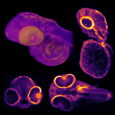 The enhanced version of OCT can image biomedical samples at higher contrast and resolution over a wider 3D field of view than was previously possible. The researchers used the approach to image a zebrafish larva. Courtesy of Kevin Zhou, Duke University.