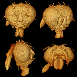 The enhanced OCT method produces highly detailed images that reveal features difficult to observe with traditional OCT as shown in these images of a fruit fly head. Courtesy of Kevin Zhou, Duke University.