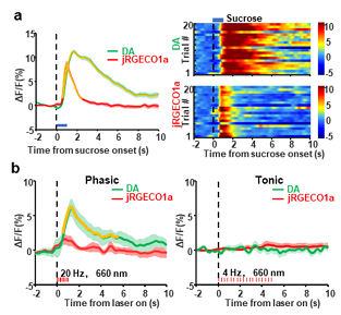 Multicolor recording and optogenetic manipulation of neuronal activities in nucleus accumbens (NAc) of a freely moving mouse. (a): Simultaneous recording of dopamine dynamics and neuronal calcium (CA<sup>2+</sup> signals in the NAcLat of a freely moving mouse. (b): Simultaneous multicolor recording and optogenetic manipulation of neuronal activities in the NAc of a freely moving mouse. Courtesy of Opto-Electronic Advances.