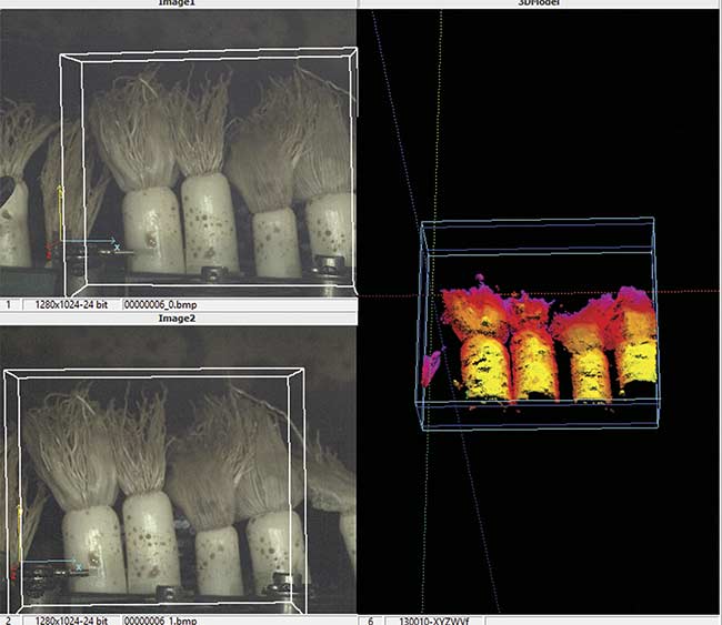 A close-up of leeks that are ready to be processed (left), along with a graphical image representation in the form of a 3D model (right). Courtesy of Scorpion Vision.