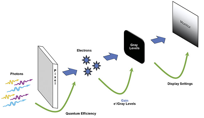 Figure 2. An illustration of the way an image is made by a camera. Photons are converted to electrons (split into pixels) by the camera sensor. The efficiency of this conversion is determined by the quantum efficiency. Electrons (analog) are converted to gray levels (digital) during readout, which is determined by the gain. The gray levels are then displayed as a monochrome image on the PC monitor. Courtesy of Teledyne Photometrics.