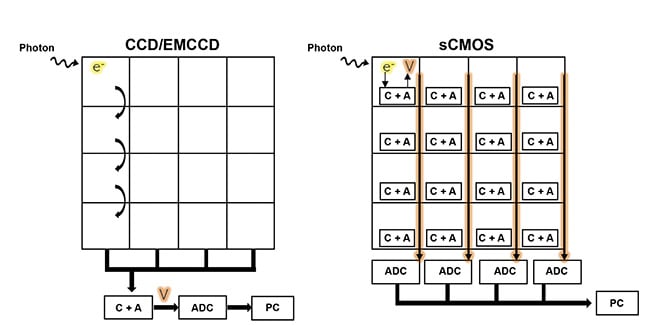 Figure 3. A comparison of the CCD and electron-multiplying CCD (EMCCD) sensor architecture versus the sCMOS architecture. CCD and EMCCD sensors have a single analog-to-digital converter (ADC) for the entire sensor, creating a speed bottleneck, while sCMOS sensors have an ADC for each column, allowing for parallelized imaging. The capacitor plus amplifier (C + A) converts electron volts to readable voltage. Courtesy of Teledyne Photometrics.