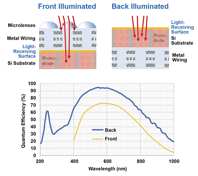 Figure 4. A comparison of front- and back- illuminated sCMOS sensors. The sensor architecture (schematics). With front-illumination, light is focused onto the silicon (Si) by a microlens, which limits the quantum efficiency at a ~70% peak and passes through wiring and polymer. With back-illumination, the light immediately meets the silicon, which (due to having no microlenses) results in a much higher peak quantum efficiency and more sensitivity in the 200- to 400-nm range in the UV (graph). Courtesy of Teledyne Photometrics.