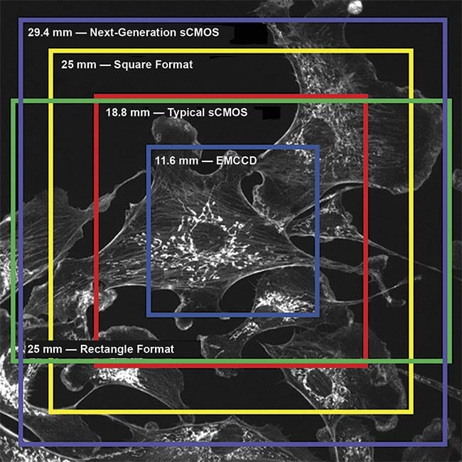 Figure 5. A scientific camera field of view (FOV) comparison. Although EMCCDs and typical sCMOS cameras are limited to smaller FOVs, next-generation sCMOS technology — with much larger FOVs, such as 29.4 mm — can capture more than twice the area. All measurements are made across the diagonal. Courtesy of Teledyne Photometrics.