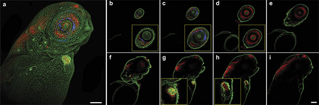 Figure 2. Multiphoton 3D z-stack imaging of a living zebrafish larva, expressing alpha-catenin-YFP (yellow fluorescent protein) (green) and tp1:mCherry-NLS (nuclear localization signals) (red). Maximum intensity projection of a 510-µm z-stack with a step size of 10 µm — second-harmonic generation (SHG) (blue) and two-photon channels (green and red) (a). Z-layers going from 20 µm (b) to 300 µm (i) in 40-µm steps. Close-ups depicting specific features such as the eye (b-d) or the beating heart of the zebrafish larva (g, h). Scale bar: 100 µm. Courtesy of Prospective Instruments.