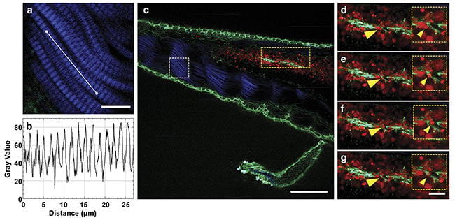 Figure 3. Multiphoton time-lapse imaging of a living zebrafish larva, expressing alpha-catenin:YFP (green) and tp1:mCherry-NLS (red). A close-up of the SHG signal (blue) originating from the muscles (a) and the respective intensity plot to distinguish the z-bands (b). An overlay of the SHG signal (blue) and the two-photon channels for YFP (green) and mCherry (red) expressed in the cell-cell contacts and the nuclei of cells in Notch-expressing tissues, respectively (c). Close-ups of different timepoints, with 1-min steps in between. Migrating cells (yellow arrows, d-g). Scale bars: 10 µm (a), 100 µm (c), and 20 µm . Courtesy of Prospective Instruments.