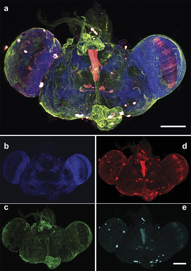 Figure 5. A multiphoton 3D z-stack of a whole Drosophila brain. An overlay of the cell nuclei (Hoechst) (blue), different neuron populations — AF568 (red) and AF647 (cyan) — and the SHG signal (green). An overlay of the maximum intensity projection of a 190-µm z-stack with a step size of 2 µm (a) and the respective single two-photon (b, d, e) and SHG (c) channels. An Olympus 20× water objective (NA 1.0) was used. Scale bars: 100 µm. Courtesy of Prospective Instruments.