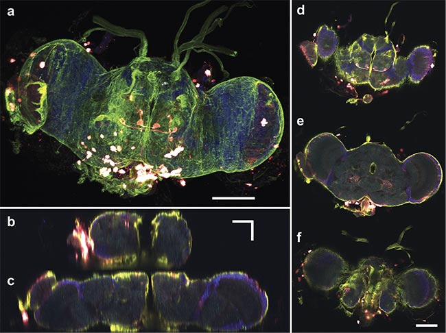 Figure 6. A multiphoton 3D z-stack of a whole Drosophila brain. An overlay of the cell nuclei (Hoechst) (blue), different neuron populations — AF568 (red) and AF647 (cyan) — and the SHG signal (green). A maximum-intensity projection of a 132-µm z-stack with a step size of 1 µm (a) and the respective orthogonal views in y,z (b) and x,z (c). Top, middle, and bottom layers (d-f), respectively. An Olympus 20× water objective (NA 1.0) was used. Scale bars: 100 µm (a, d-f) and 50 µm (b, c). Courtesy of Prospective Instruments.