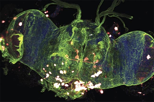 A multiphoton 3D z-stack image of a whole Drosophila (fruit fly) brain. Courtesy of Prospective Instruments.